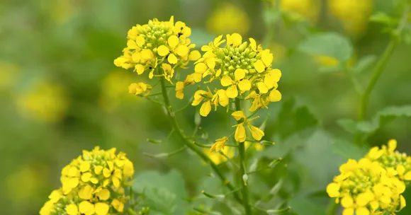 Mustard farming tips
