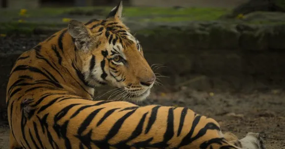 The Pench Tiger Reserve is one of the crucial protected areas in the country and in the central India belt