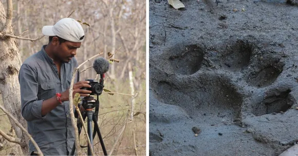 The pugmark impression pads help the volunteers identify and track the animal