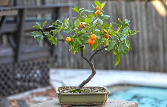 bonsai citrus orange