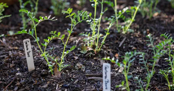 grow chickpeas with kids