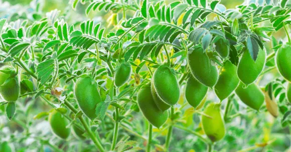 grow chickpeas with kids