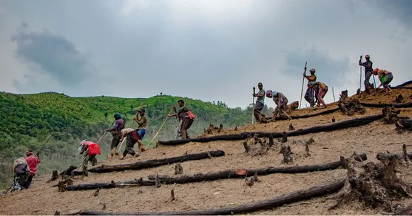 The cliff bees have adapted to the high-altitude environments of the Himalayas and grow along the cliffs