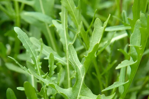 arugula