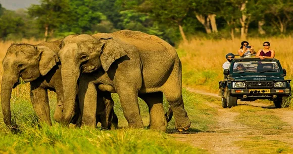 Kanha National Park Madhya Praddesh