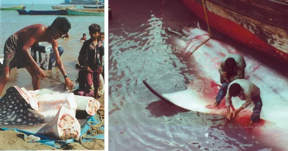 Whale shark culling was prominent around the coast of Gujarat around the 1900s