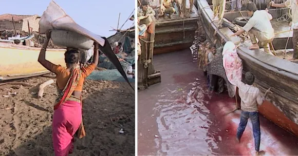 The fisherfolk of Gujarat killed the whale shark in order to procure the liver oil to waterproof their boats
