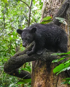 Asiatic black bear
