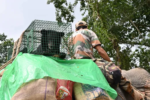Bear cubs loaded onto elephants for the journey _ Asiatic black bear rehabilitation _ CBRC _ AR _ Sep 2025 _ Madhumay Mallik _ DSC_2086_11zon