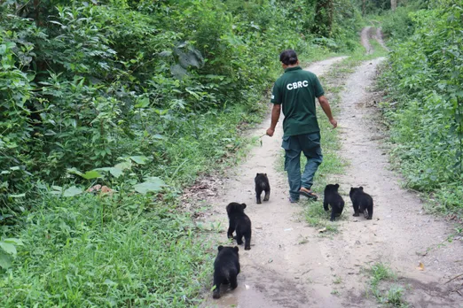 Bear walks by CBRC rehabilitation team member.