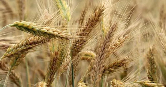 November crops for changing weather