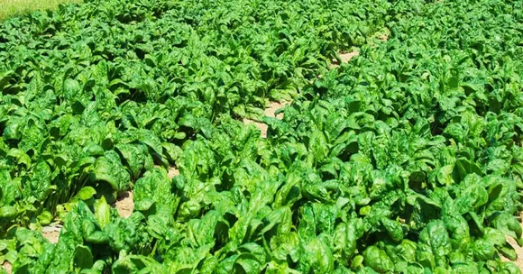 November crops for changing weather