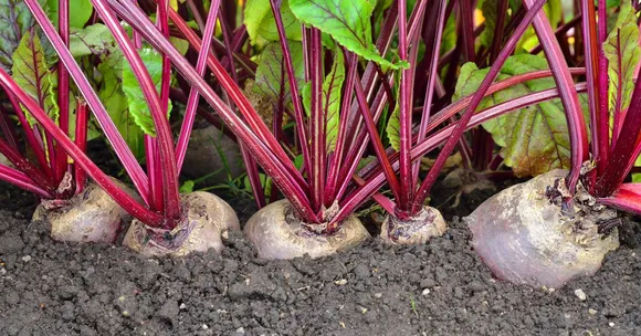 beetroot gardening with children