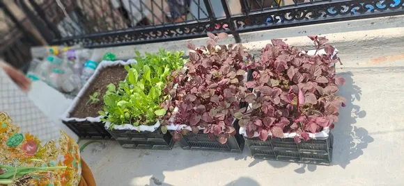 Terrace gardening initiative in New Delhi