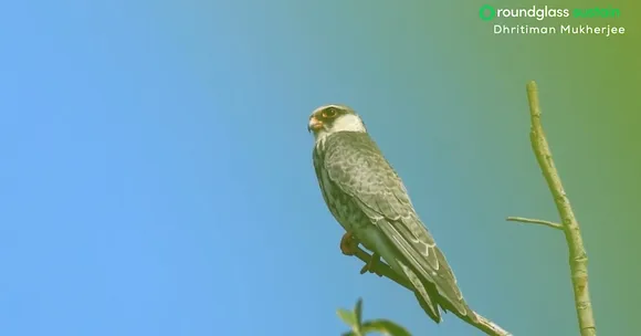 Every winter, Pangti’s skies fill with Amur falcons—birds the community once hunted but now proudly safeguards.
