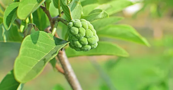 growing winter fruit trees with children