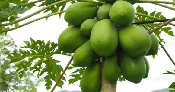 growing winter fruit trees with children