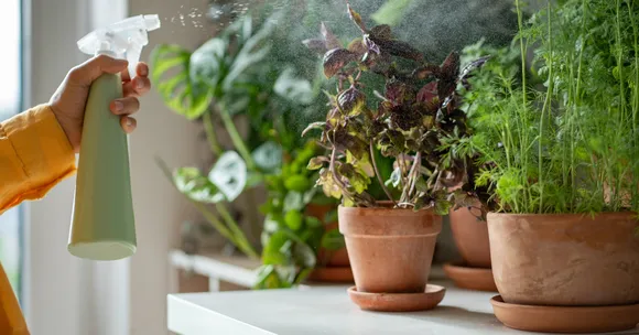 Winter indoor gardening with kids