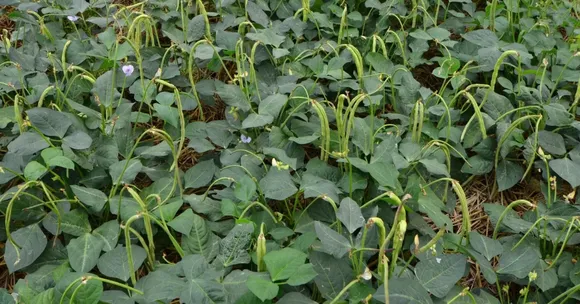 Cool-season green manures in India