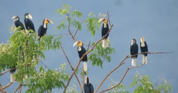 hornbill nest adoption (2)