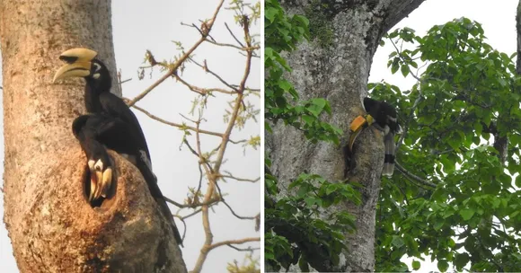 hornbill nest adoption