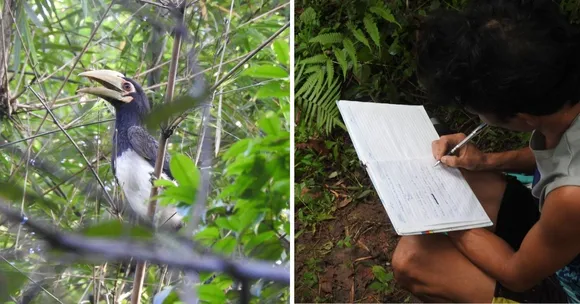 hornbill nest adoption (6)