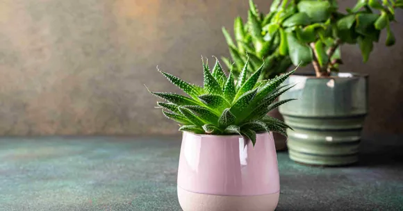 low-light indoor plants