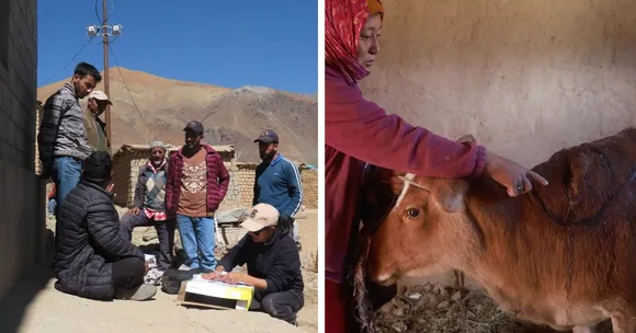 Himalayan brown bears