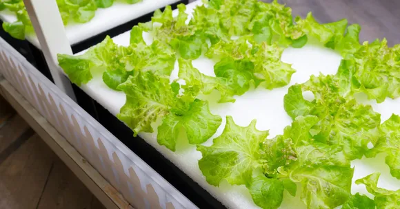 Hydroponic vertical garden guide