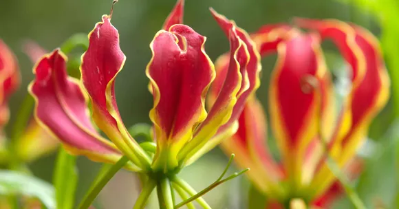 India’s rare and endangered flowers