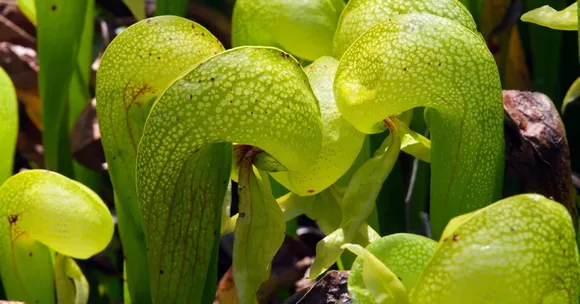 India’s rare and endangered flowers