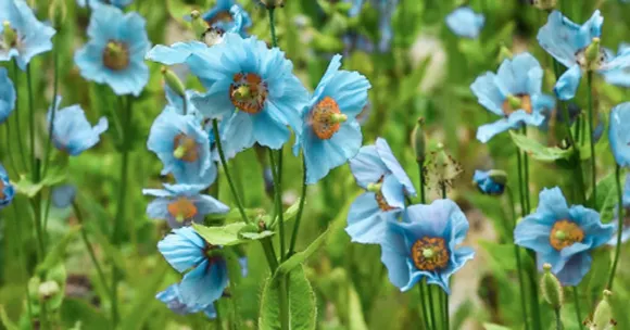 India’s rare and endangered flowers