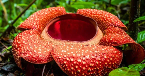 India’s rare and endangered flowers