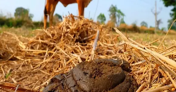 cow dung urban gardening