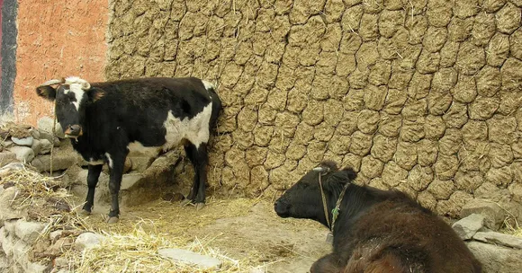 cow dung urban gardening