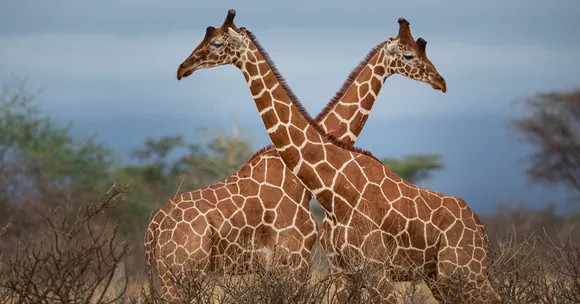 Giraffe sleep cycle