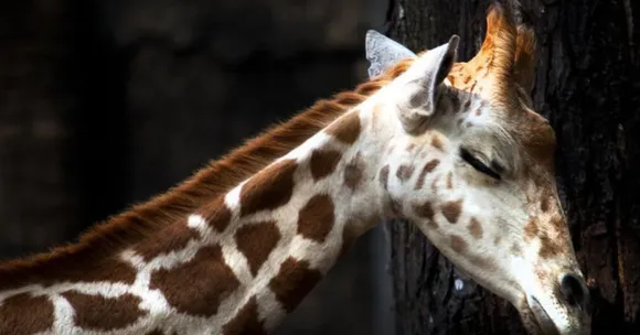 Giraffe sleep cycle