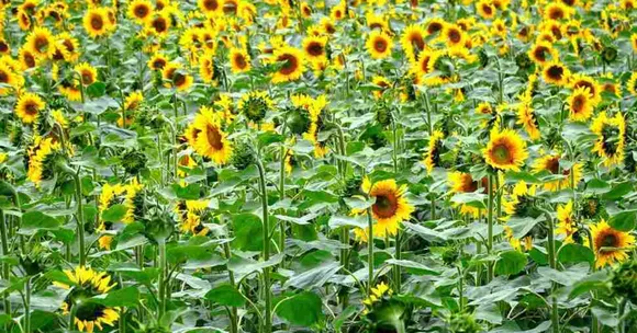 Sunflower sesame winter farming