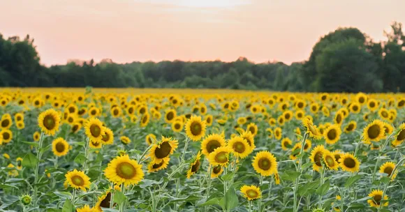 Sunflower sesame winter farming