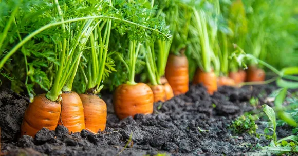 kitchen scrap gardening for kids