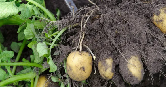 kitchen scrap gardening for kids