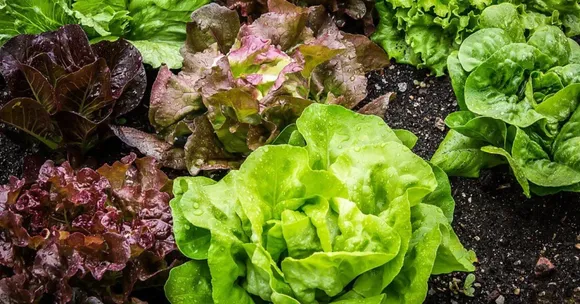 kids winter gardening guide