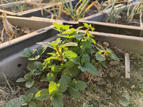Mint plant from Asiya's rooftop farm in Kashmir