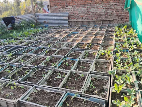 Asiya's rooftop farm in Kashmir