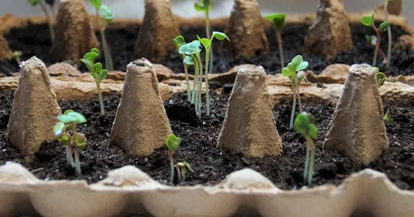 growing seeds with kids