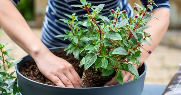 growing seeds with kids