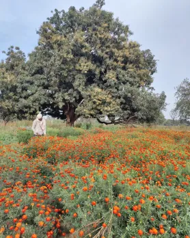 A farmer in a field of orange flowers