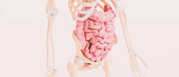 A picture of the inside of the body's digestive system