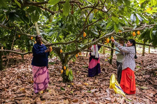 Farmers at the District Cacao Farms in West Godavari, showing how  Indian chocolatiers are using Indian cacao to make artisanal chocolate in India like Manam Chocolate are changing the game