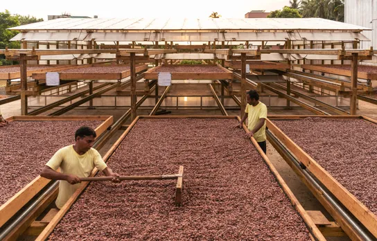 People working with Indian cacao at the fermentery at West Godavari as a means to show how chocolate is made with Indian chocolate brands upping their game to make artisanal chocolate in India